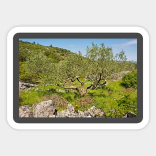 Landscape Near Nerezisca, Brac Island, Croatia Sticker